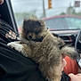 animal, black_shirt, blurred_background, car_interior, closeup, cute, dog, fluffy, fur, hand, holding, indoor, person, pet, puppy, red_pants, sitting, small_dog, traffic_light, window