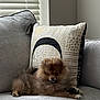 animal, companion, couch, cozy, cute, decor, dog, fluffy, furniture, gray, indoor, living_room, pet, pillow, pomeranian, puppy, relaxed, small_dog, soft_light, window_blinds