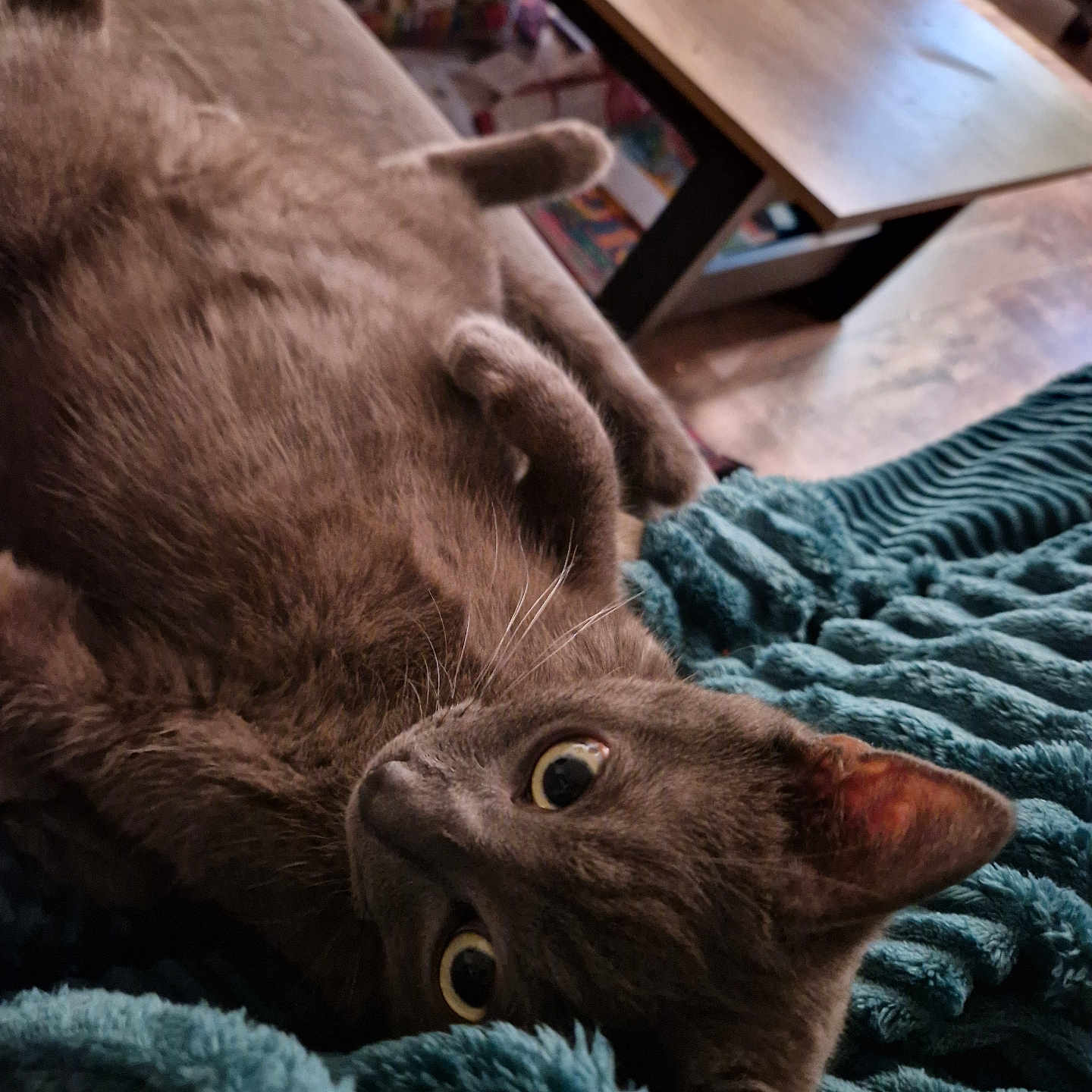 Marty participe au concours pour gagner de l'argent avec cette photo : abyssinian, animal, armchair, blanket, canine, cat, chair, couch, dog, furniture, hardwood, homedecor, kitten, linen, manx, pet, plywood, quilt, table, wood