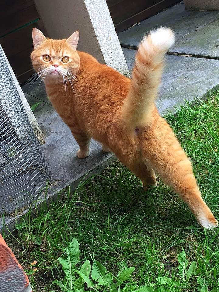 Stitch a rejoint le concours — aidez-le/la à gagner de superbes lots ! aegean_cat, carnivore, cat, domestic_short_haired_cat, european_shorthair, fawn, felidae, fur, german_rex, grass, kitten, mammal, plant, small_to_medium_sized_cats, tabby_cat, tail, whiskers