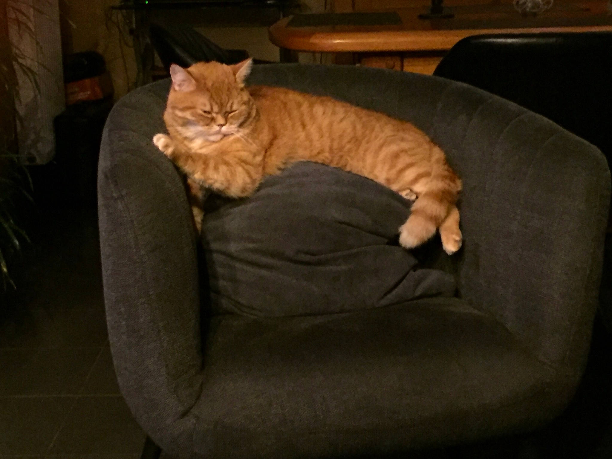 Stitch participe au concours pour gagner de l'argent avec cette photo : asian, carnivore, cat, comfort, couch, domestic_short_haired_cat, european_shorthair, felidae, fur, furniture, mammal, small_to_medium_sized_cats, tabby_cat, tail, whiskers