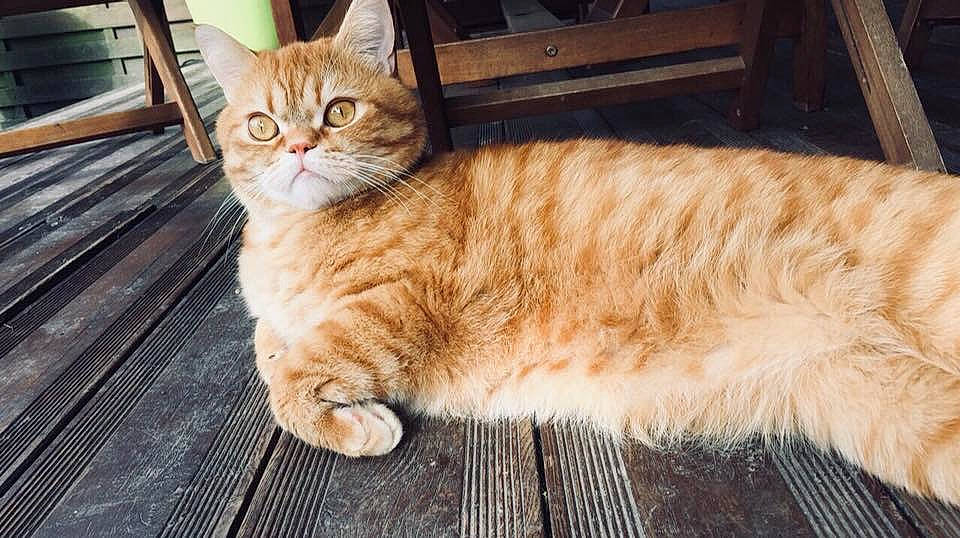 Stitch a rejoint le concours — aidez-le/la à gagner de superbes lots ! aegean_cat, american_bobtail, arabian_mau, asian, asian_semi_longhair, australian_mist, british_semi_longhair, carnivore, cat, cymric, domestic_short_haired_cat, european_shorthair, fawn, felidae, kitten, mammal, small_to_medium_sized_cats, tabby_cat, tail, whiskers