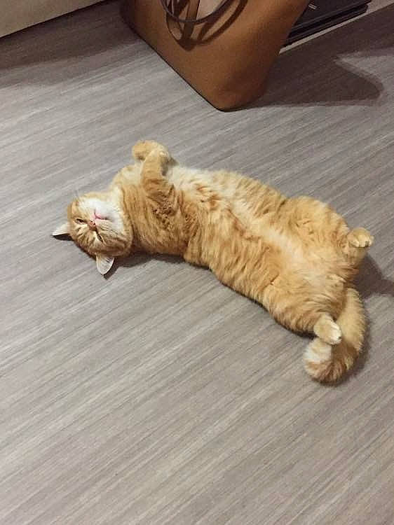 Stitch participe au concours pour gagner de l'argent avec cette photo : carnivore, cat, european_shorthair, fawn, felidae, floor, flooring, fur, hardwood, kitten, paw, small_to_medium_sized_cats, tabby_cat, tail, wood