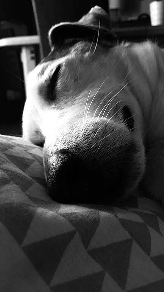 Dipsy participe au concours pour gagner de l'argent avec cette photo : black, black_and_white, canidae, carnivore, cat, ear, head, monochrome, monochrome_photography, nap, nose, photography, sleep, snout, sporting_group, style, whiskers