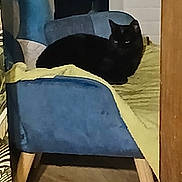 Channel a rejoint le concours — aidez-le/la à gagner de superbes lots ! black_cat, cat, chair, blanket, indoor, pet, furniture, cozy, wooden_floor, relaxed, animal, domestic_cat, household, resting, looking, blue_chair, yellow_blanket, quiet, calm, mysterious
