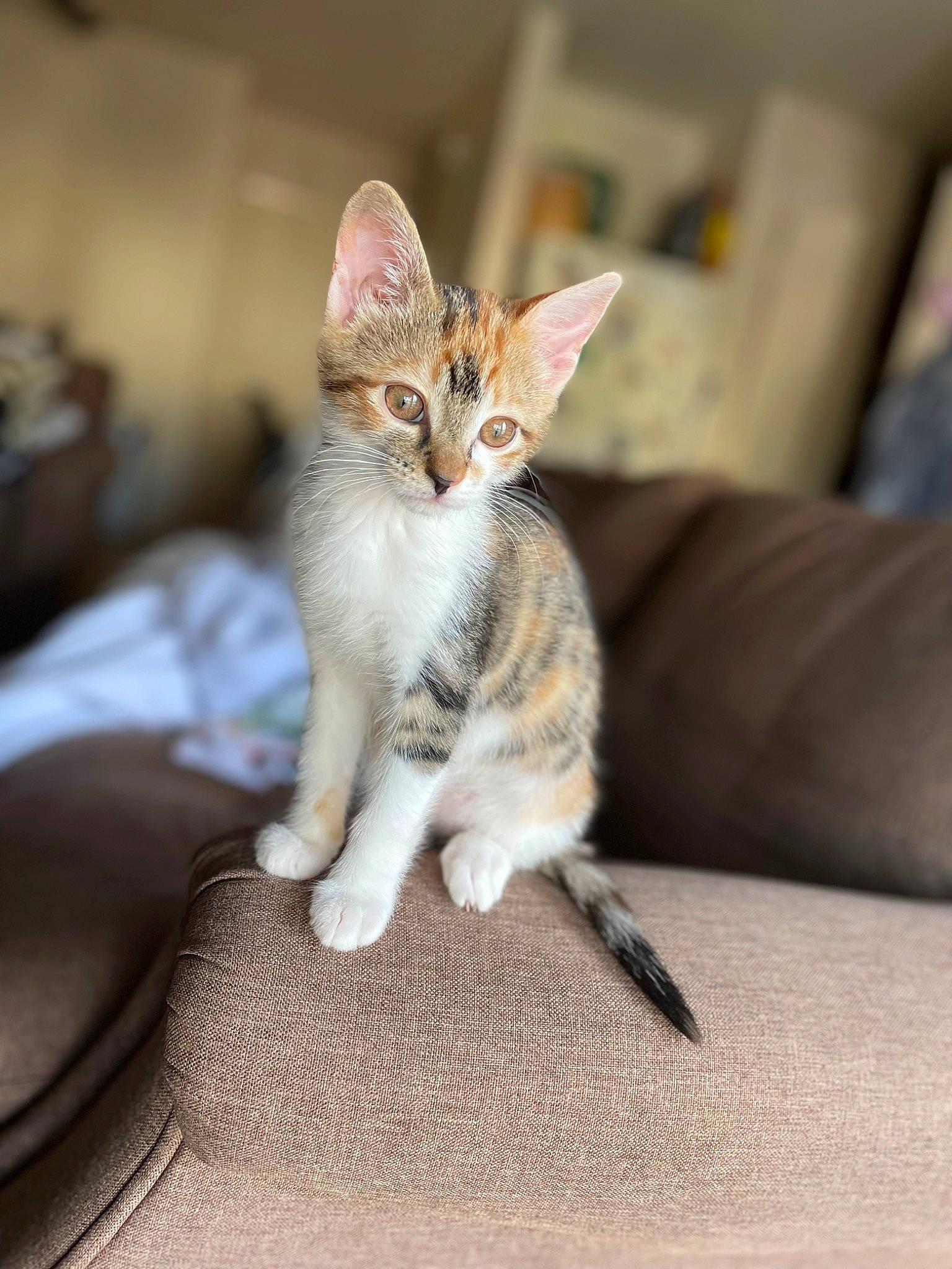 Taylor joined the competition — help win amazing prizes! art, carnivore, cat, claw, comfort, couch, domestic_short_haired_cat, fawn, felidae, foot, fur, paw, sitting, small_to_medium_sized_cats, snout, tail, terrestrial_animal, whiskers, wildlife