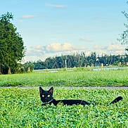 Ganji is registered to the contest to win money with this photo: alert, animal, black_cat, cat, clouds, collar, daytime, feline, field, grass, greenery, lying_down, nature, outdoor, pet, scenery, sky, tree, wildlife, yellow_eyes