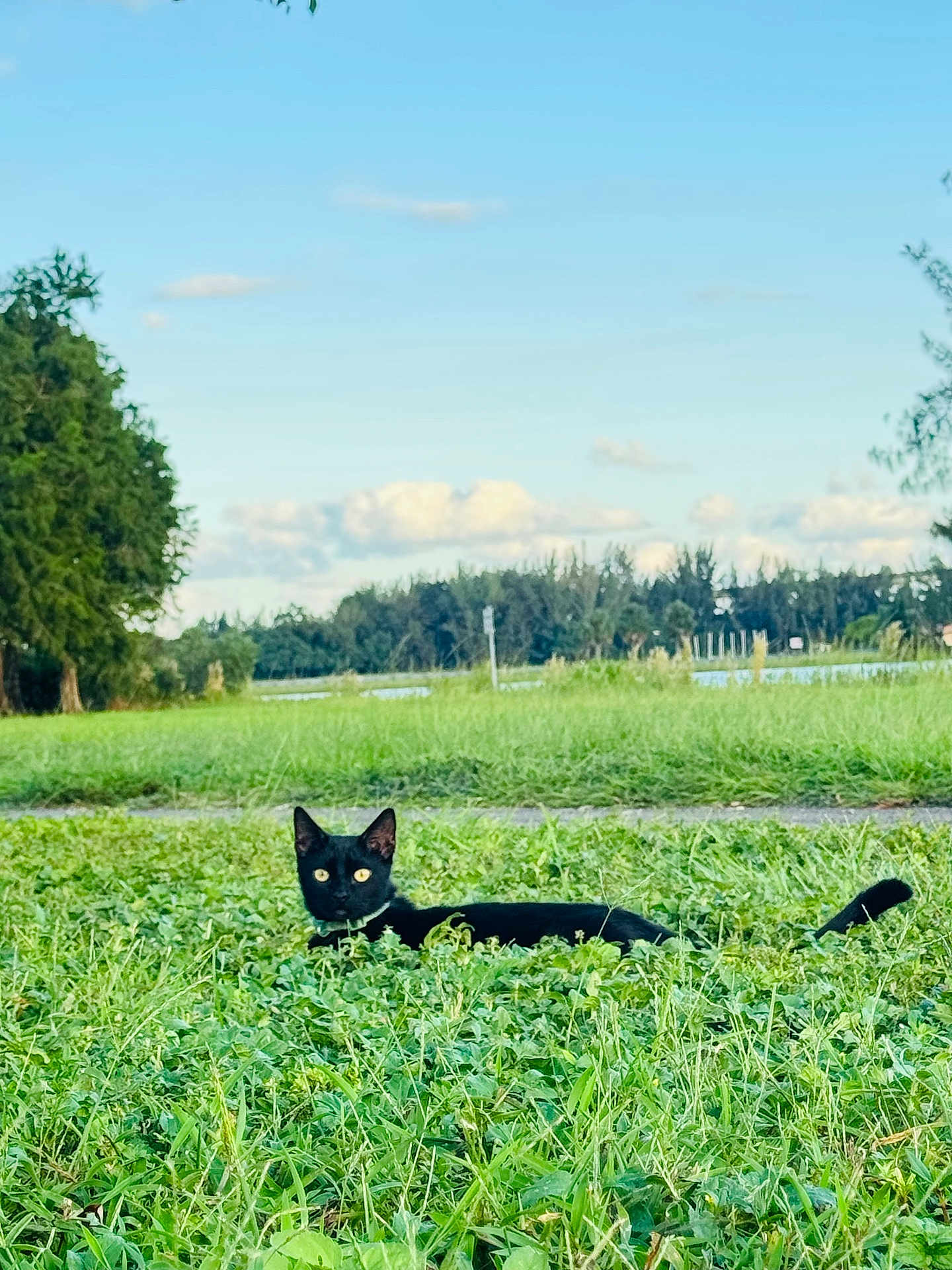 Ganji is registered to the contest to win money with this photo: alert, animal, black_cat, cat, clouds, collar, daytime, feline, field, grass, greenery, lying_down, nature, outdoor, pet, scenery, sky, tree, wildlife, yellow_eyes