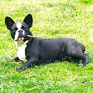 Ruby participe au concours pour gagner de l'argent avec cette photo : dog, canine, grass, outdoor, lawn, black_and_white, pet, animal, lying_down, stick, ears, muzzle, daylight, nature, relaxed, cute, adorable, playing, summer, sunlight