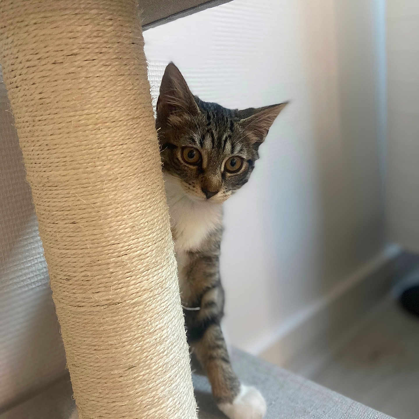 Nala participe au concours pour gagner de l'argent avec cette photo : abyssinian, animal, blanket, cat, curtain, cushion, cylinder, homedecor, indoors, kitten, manx, pet, window, windowsill