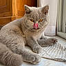 amber_eyes, cat, closeup, cute, domestic_cat, feline, floor, fur, gray_cat, home, indoor, mat, natural_light, paw, pet, relaxed, resting, tongue_out, whiskers, window