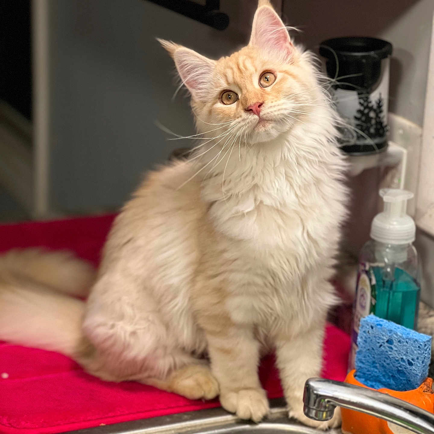 Gypsy is registered to the contest to win money with this photo: cat, cleaning_sponge, closeup, countertop, cream_colored, curious, cute, domestic_cat, feline, fluffy, household, indoor, kitchen, kitten, pet, pink_mat, sink, sitting, tap, whiskers