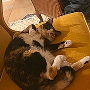 Cherry joined the competition — help win amazing prizes! cat, calico, indoor, cushion, yellow, furniture, relaxed, pet, animal, fur, paw, tail, cozy, home, floor, wood, carpet, chair, resting, cute