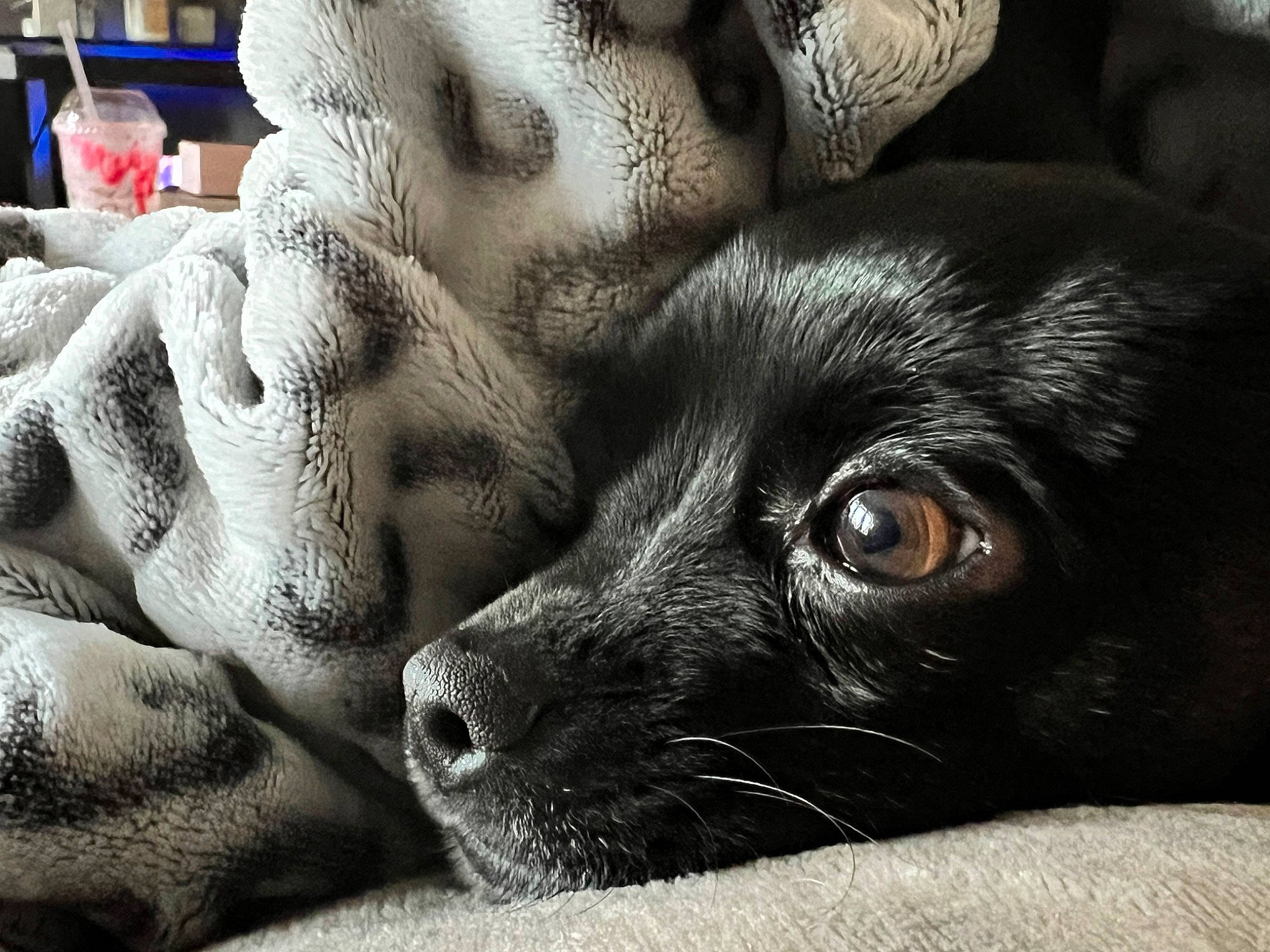 Gucci The Poochie joined the competition — help win amazing prizes! art, carnivore, close_up, comfort, companion_dog, darkness, dog, dog_breed, ear, felidae, fur, gesture, grey, monochrome, monochrome_photography, paw, snout, whiskers, working_animal, wrinkle