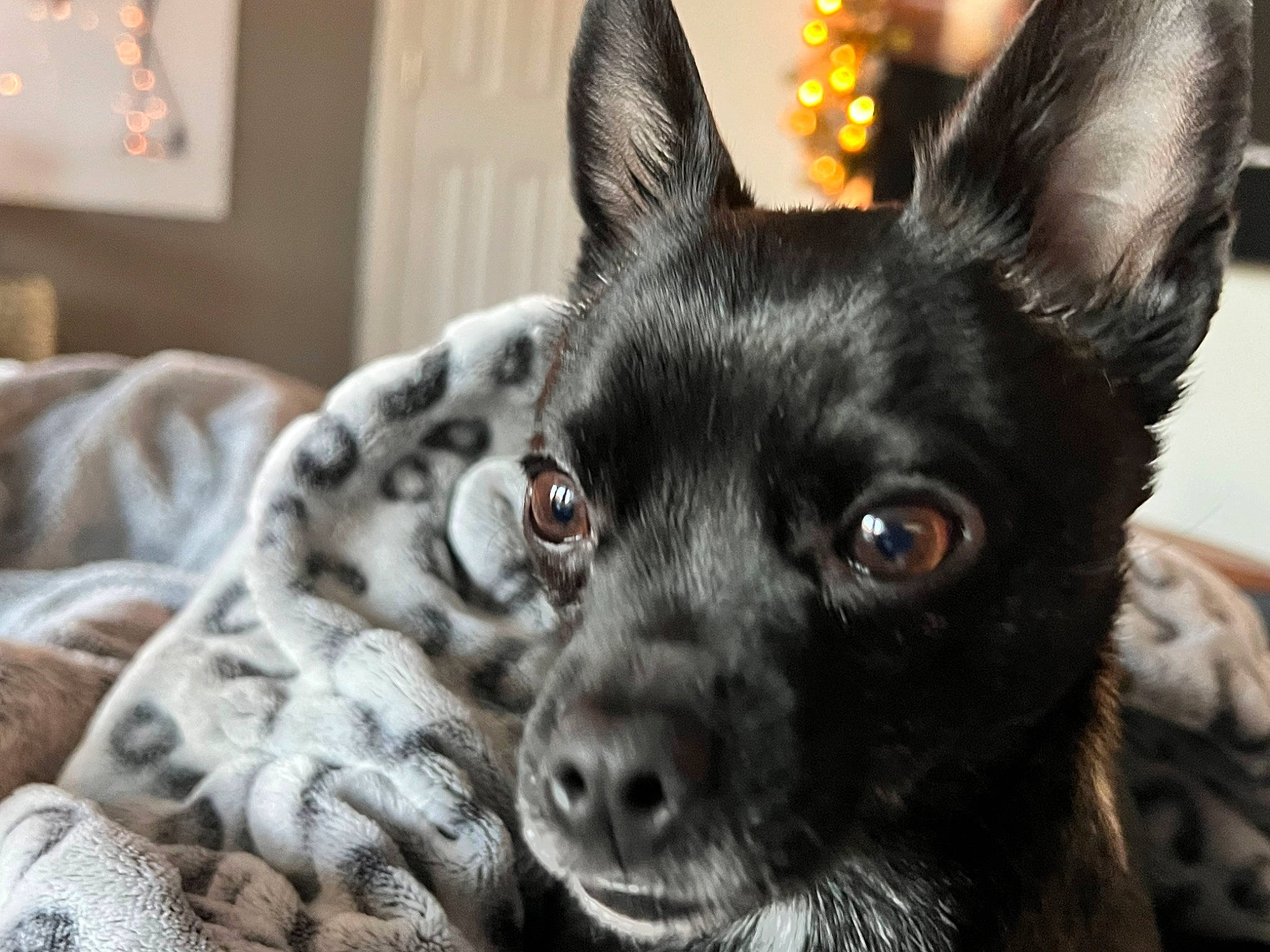 Gucci The Poochie is registered to the contest to win money with this photo: canidae, carnivore, companion_dog, dog, dog_breed, ear, fawn, fur, non_sporting_group, picture_frame, puppy, snout, sporting_group, terrestrial_animal, whiskers, working_animal