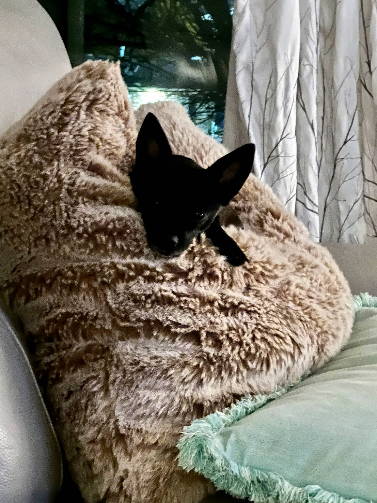 Gucci The Poochie is registered to the contest to win money with this photo: bed, bedding, black_cat, carnivore, cat, cat_supply, chair, comfort, domestic_short_haired_cat, felidae, fur, grey, house, linens, room, small_to_medium_sized_cats, tail, textile, tree, whiskers