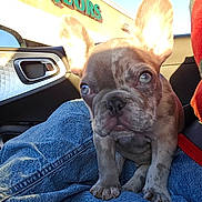 Chubbs is registered to the contest to win money with this photo: animal, car_interior, close_up, clothing, cute, dog, door_handle, ears, face, french_bulldog, jeans, lap, liquor_store, pet, puppy, shadow, sign, sitting, sunlight, window