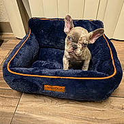 Chubbs joined the competition — help win amazing prizes! puppy, dog, french_bulldog, pet_bed, blue_bed, plush_bed, floor, wooden_floor, ears, cute, small_dog, indoor, pet, animal, looking_up, young_dog, furniture, cozy, home, adorable