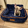 puppy, dog, french_bulldog, pet_bed, blue_bed, plush_bed, floor, wooden_floor, ears, cute, small_dog, indoor, pet, animal, looking_up, young_dog, furniture, cozy, home, adorable