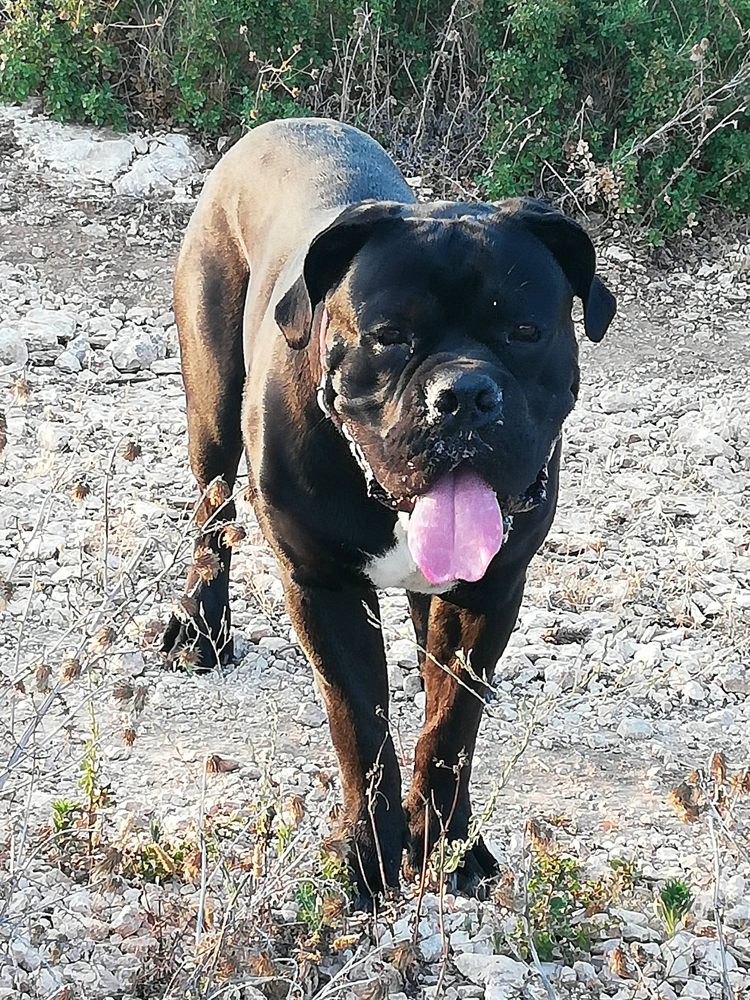 Orso participe au concours pour gagner de l'argent avec cette photo : alano_espanol, alaunt, bandog, bullmastiff, cane_corso, canidae, carnivore, dog, dog_breed, fawn, mammal, molosser, perro_de_presa_canario, perro_de_presa_mallorquin, rare_breed_dog, renascence_bulldogge, sporting_group, vertebrate, working_dog