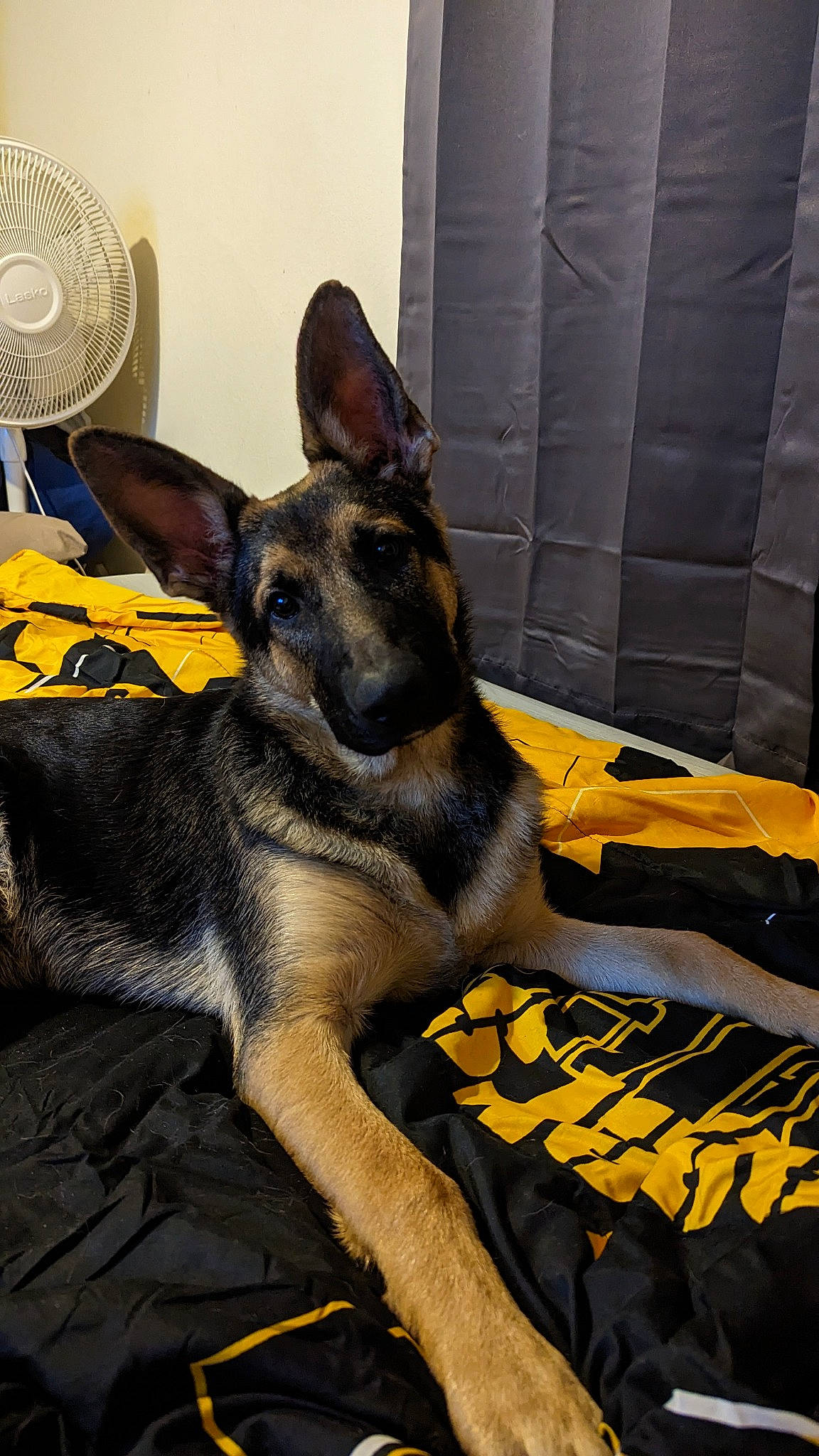 Crash is registered to the contest to win money with this photo: canidae, carnivore, companion_dog, decorative_fan, dog, dog_breed, east_european_shepherd, electric_fan, fawn, fedora, german_shepherd_dog, hat, herding_dog, king_shepherd, mechanical_fan, old_german_shepherd_dog, sporting_group, sun_hat, working_animal, working_dog