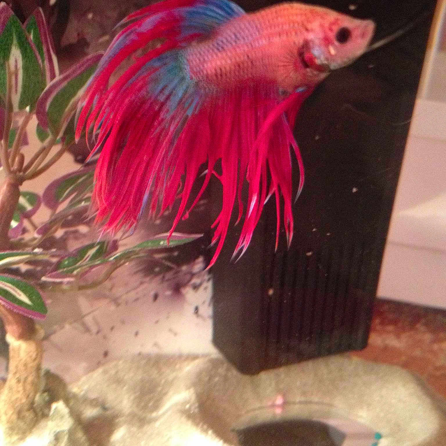 Peeta is registered to the contest to win money with this photo: