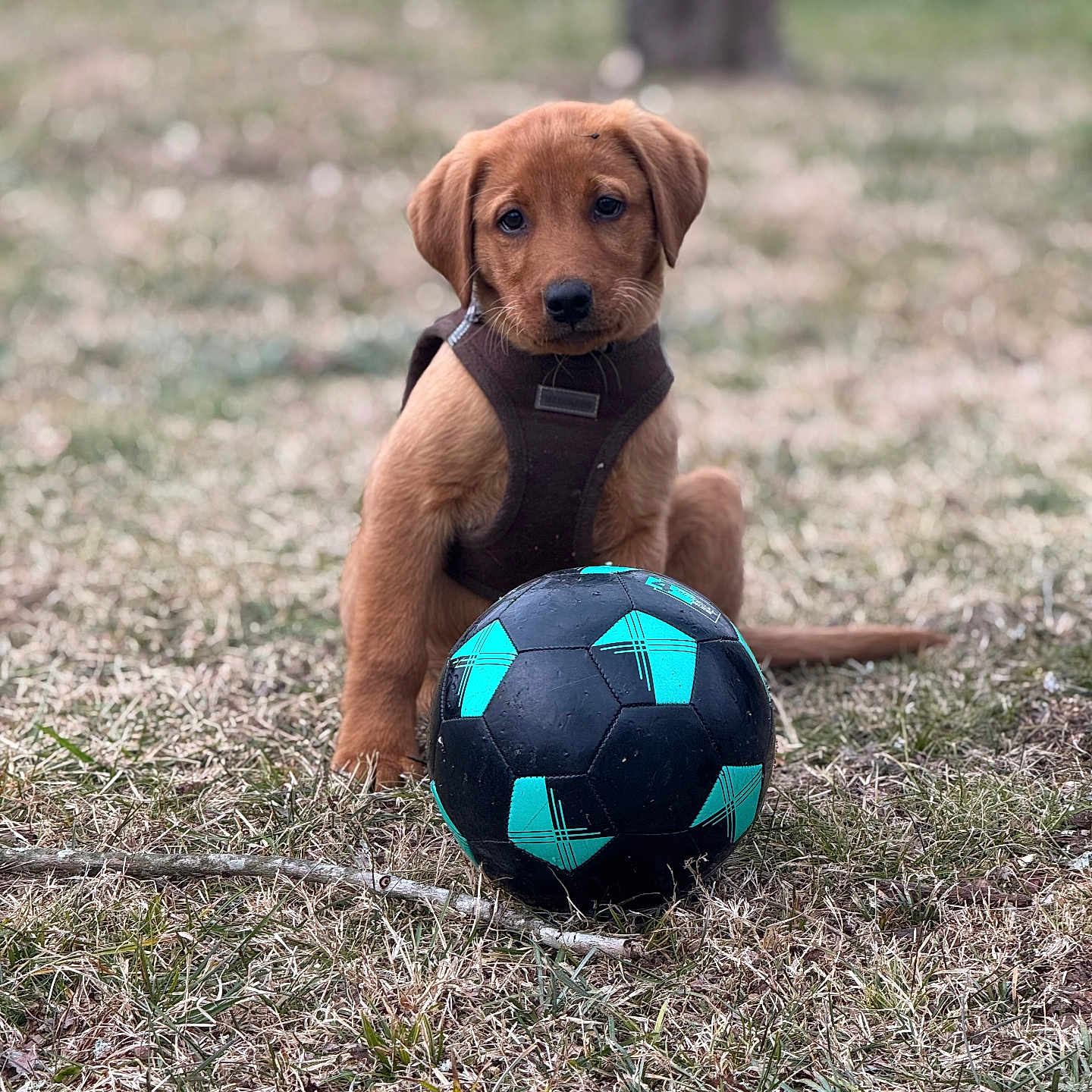 Fisher joined the competition — help win amazing prizes! animal, ball, beagle, canine, dog, field, football, goldenretriever, grass, hound, labradorretriever, pet, plant, puppy, soccer, soccerball, sphere, sport, tennis, tennisball