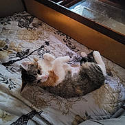 Cali is registered to the contest to win money with this photo: cat, bed, blanket, eiffel_tower, floral_pattern, indoor, pet, resting, cozy, feline, fur, whiskers, paw, domestic_animal, laying_down, cute, relaxed, sleepy, animal, comfort