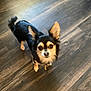 adorable, alert, animal, black_and_tan, canine, chihuahua, companion, curious, cute, dog, domestic, ears, fur, indoor, looking_up, pet, small_dog, standing, tiny, wooden_floor
