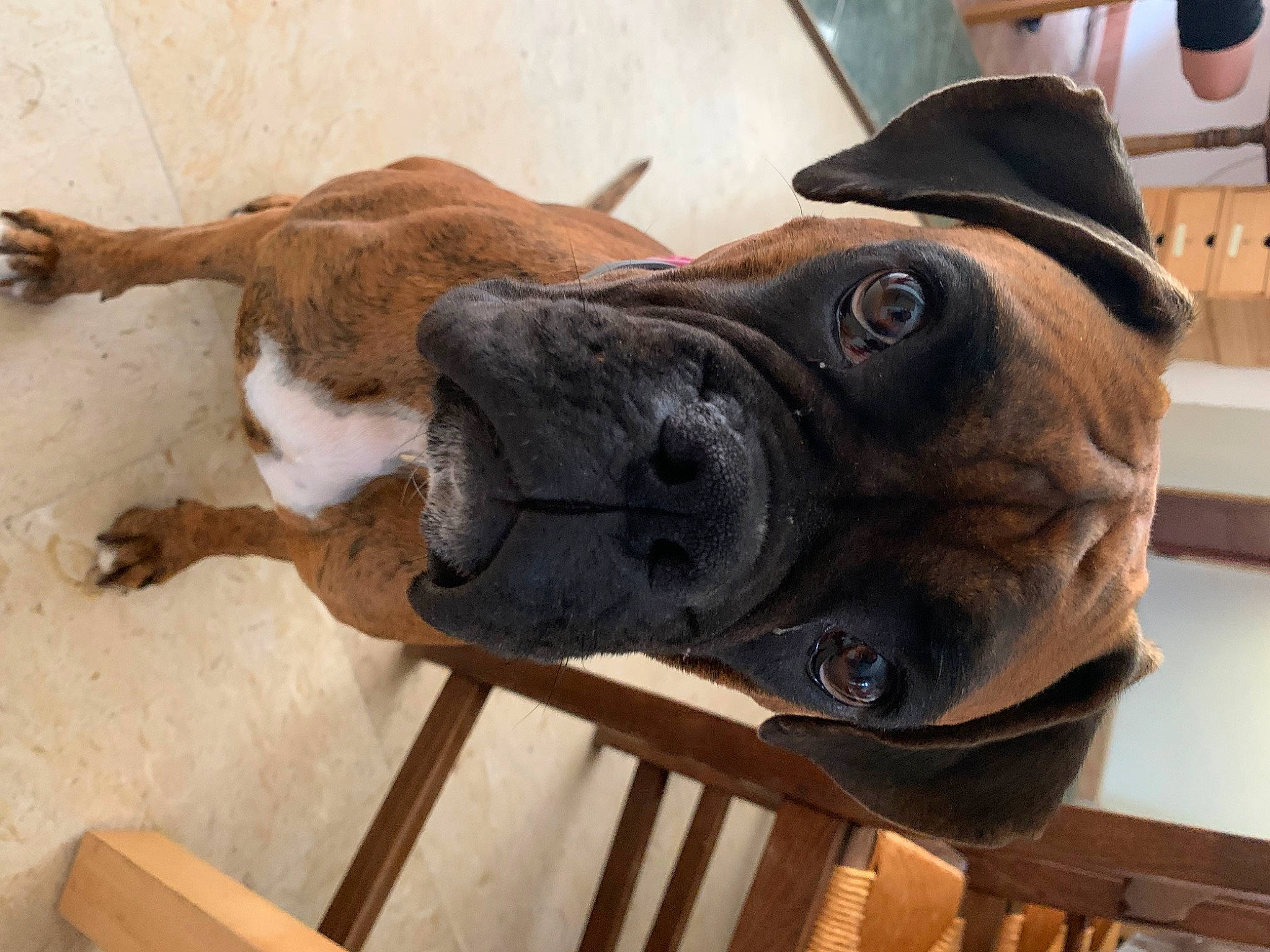 Pupuce a rejoint le concours — aidez-le/la à gagner de superbes lots ! canidae, carnivore, collar, companion_dog, dog, dog_breed, dog_collar, dog_supply, ear, fawn, giant_dog_breed, liver, pet_supply, snout, sporting_group, tail, wood, working_animal, working_dog, wrinkle