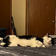 Skunk is registered to the contest to win money with this photo: cat, tuxedo_cat, black_and_white_cat, bed, blanket, quilt, indoor, bedroom, wooden_door, door, pet, sleeping, relaxed, paws, whiskers, cozy, furniture, striped_pattern, mattress, closeup