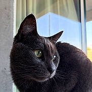 Ryu a rejoint le concours — aidez-le/la à gagner de superbes lots ! cat, black_cat, feline, pet, animal, whiskers, green_eyes, pointed_ears, fur, short_hair, portrait, close_up, indoors, window, sunlight, natural_light, sitting, looking_away, curious, elegant