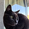 cat, black_cat, feline, pet, animal, whiskers, green_eyes, pointed_ears, fur, short_hair, portrait, close_up, indoors, window, sunlight, natural_light, sitting, looking_away, curious, elegant