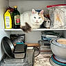 cat, blue_eyes, white_fur, kitchen_shelf, olive_oil, yellow_corn_meal, plastic_bag, stacked_bowls, baking_pans, grater, kitchen_utensils, pantry, food_storage, household_items, curious_cat, pets, domestic_animal, indoor, container, shelf