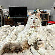 Coco is registered to the contest to win money with this photo: cat, fluffy, bowtie, bell, bed, quilt, living_room, television, shelf, decor, flower, wooden_furniture, pet, indoor, relaxed, white_cat, cream_cat, portrait, cute, feline
