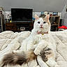 cat, fluffy, bowtie, bell, bed, quilt, living_room, television, shelf, decor, flower, wooden_furniture, pet, indoor, relaxed, white_cat, cream_cat, portrait, cute, feline
