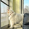 cat, white_cat, windowsill, window, screen, indoor, light, furniture, leather_chair, pet, animal, fur, curious, side_view, daylight, looking_outside, cozy, home, domestic, orange_markings