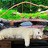 cat, white_cat, fluffy, lounging, wooden_surface, tv_screen, nature_scene, birds, log, greenery, indoor, relaxing, pet, animal, fur, ears, eyes, table, remote_control, orchid