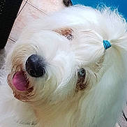 Nina participe au concours pour gagner de l'argent avec cette photo : canidae, carnivore, companion_dog, coton_de_tulear, dog, dog_breed, ear, havanese, maltese, mammal, non_sporting_group, nose, old_english_sheepdog, rare_breed_dog, sporting_group, terrier, toy_dog, vertebrate, west_highland_white_terrier