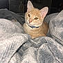 cat, orange_tabby, pet, collar, blanket, gray_blanket, indoor, cozy, fur, whiskers, ears, animal, cute, relaxed, domestic_cat, feline, portrait, soft_texture, resting, curious