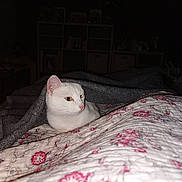 Mimi a rejoint le concours — aidez-le/la à gagner de superbes lots ! cat, white_cat, pet, animal, bed, bedroom, blanket, quilt, floral_pattern, indoors, sleeping_area, lying_down, sitting, fur, whiskers, yellow_eyes, ears, cozy, home, flash_photography