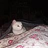 cat, white_cat, pet, animal, bed, bedroom, blanket, quilt, floral_pattern, indoors, sleeping_area, lying_down, sitting, fur, whiskers, yellow_eyes, ears, cozy, home, flash_photography