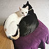 Mimi participe au concours pour gagner de l'argent avec cette photo : cat, cats, white_cat, black_cat, feline, kitten, pet, animal, cuddling, sitting, portrait, looking_at_camera, whiskers, ears, fur, collar, indoor, table, purple_blanket, tile_floor