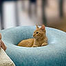 animal, blue_cushion, blurred_background, cat, cozy, curious, cushion, domestic, ears, feline, furniture, indoor, orange_tabby, paw, pet, relaxed, resting, side_view, soft_texture, whiskers