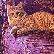 Liam is registered to the contest to win money with this photo: cat, orange_tabby, fluffy, feline, pet, animal, lying_down, lounging, portrait, whiskers, ears, paws, striped_fur, indoor, armchair, upholstery, purple, floral_pattern, cozy, photography