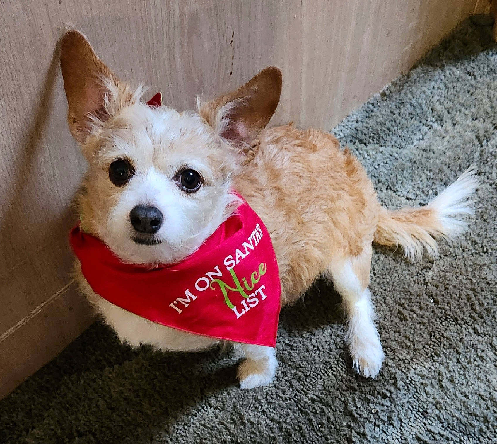 Mitzi is registered to the contest to win money with this photo: canidae, carnivore, collar, companion_dog, dog, dog_breed, dog_clothes, dog_supply, fawn, fur, mammal, paw, pet_supply, small_terrier, snout, sporting_group, tail, terrier, toy_dog, whiskers