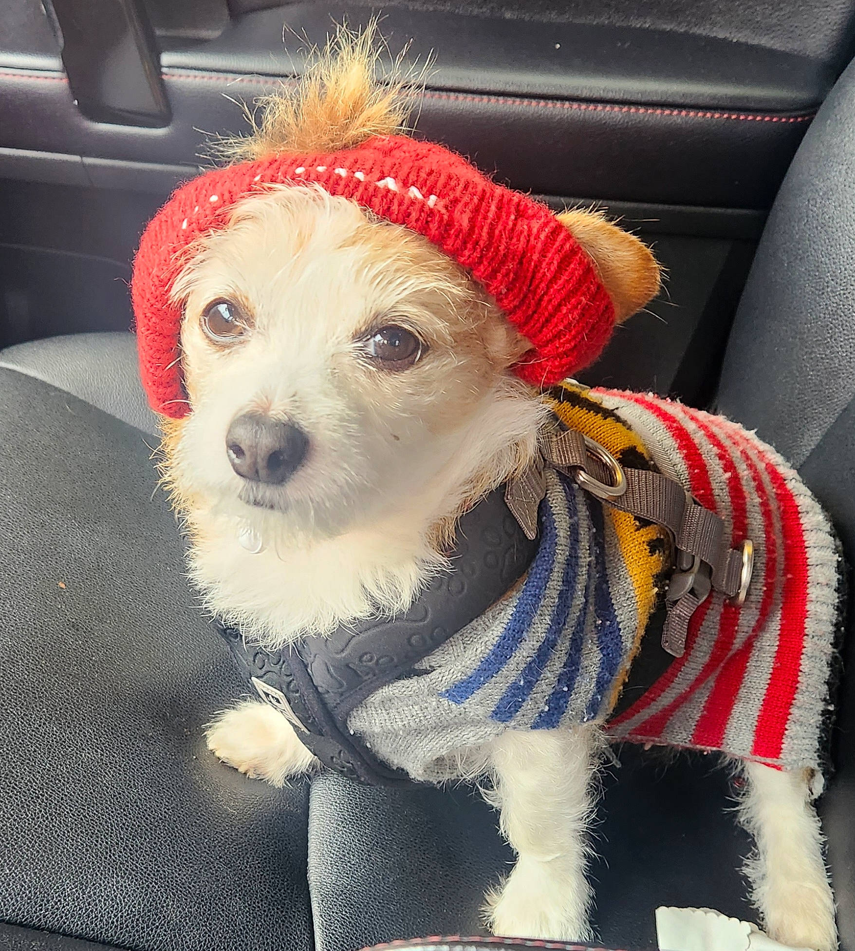 Mitzi joined the competition — help win amazing prizes! canidae, carnivore, christmas, collar, companion_dog, dog, dog_breed, dog_clothes, dog_collar, dog_supply, fashion_accessory, fawn, fur, hat, leash, pet_supply, snout, sporting_group, terrier, toy_dog