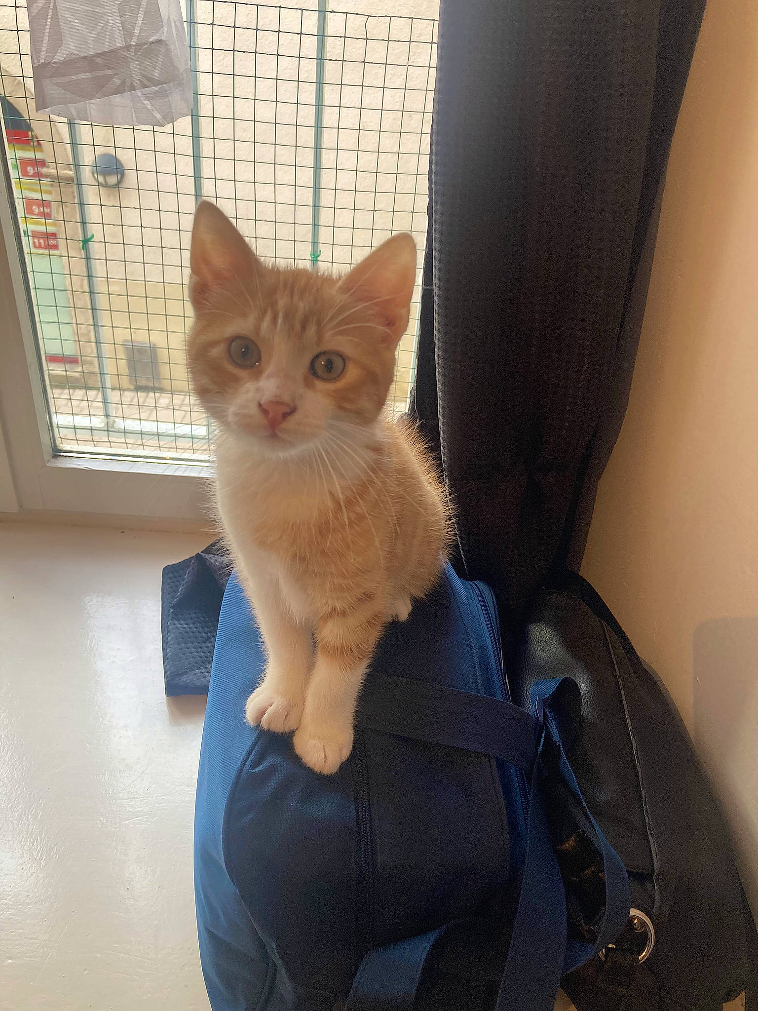 Gizmo participe au concours pour gagner de l'argent avec cette photo : bag, car_seat, carnivore, cat, chair, comfort, domestic_short_haired_cat, fawn, felidae, fur, human_leg, luggage_and_bags, paw, sitting, small_to_medium_sized_cats, snout, tail, whiskers, window, wood