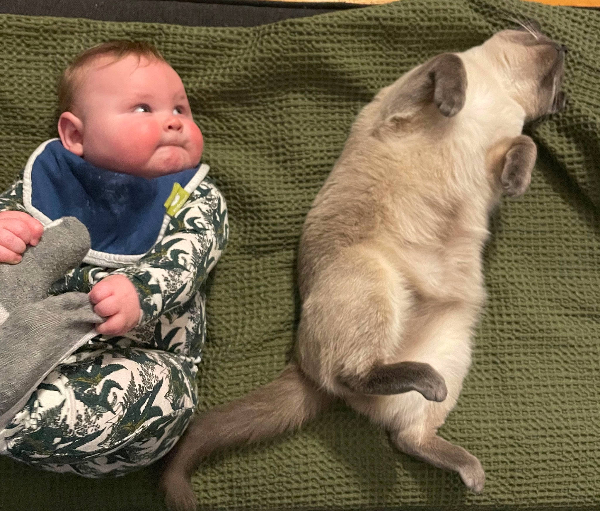 Everett is registered to the contest to win money with this photo: baby, baby_sleeping, baby_toddler_clothing, carnivore, cat, comfort, companion_dog, domestic_short_haired_cat, fawn, felidae, fur, happy, head, linens, person, sitting, skin, small_to_medium_sized_cats, tail, toddler