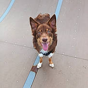 Aïko a rejoint le concours — aidez-le/la à gagner de superbes lots ! dog, pet, happy_dog, tongue_out, brown_fur, blue_eyes, perked_ears, harness, front_paws, standing, skatepark_ramp, metal_strip, concrete_surface, outdoor, portrait, close_up, shallow_depth_of_field, playful, smiling, canine